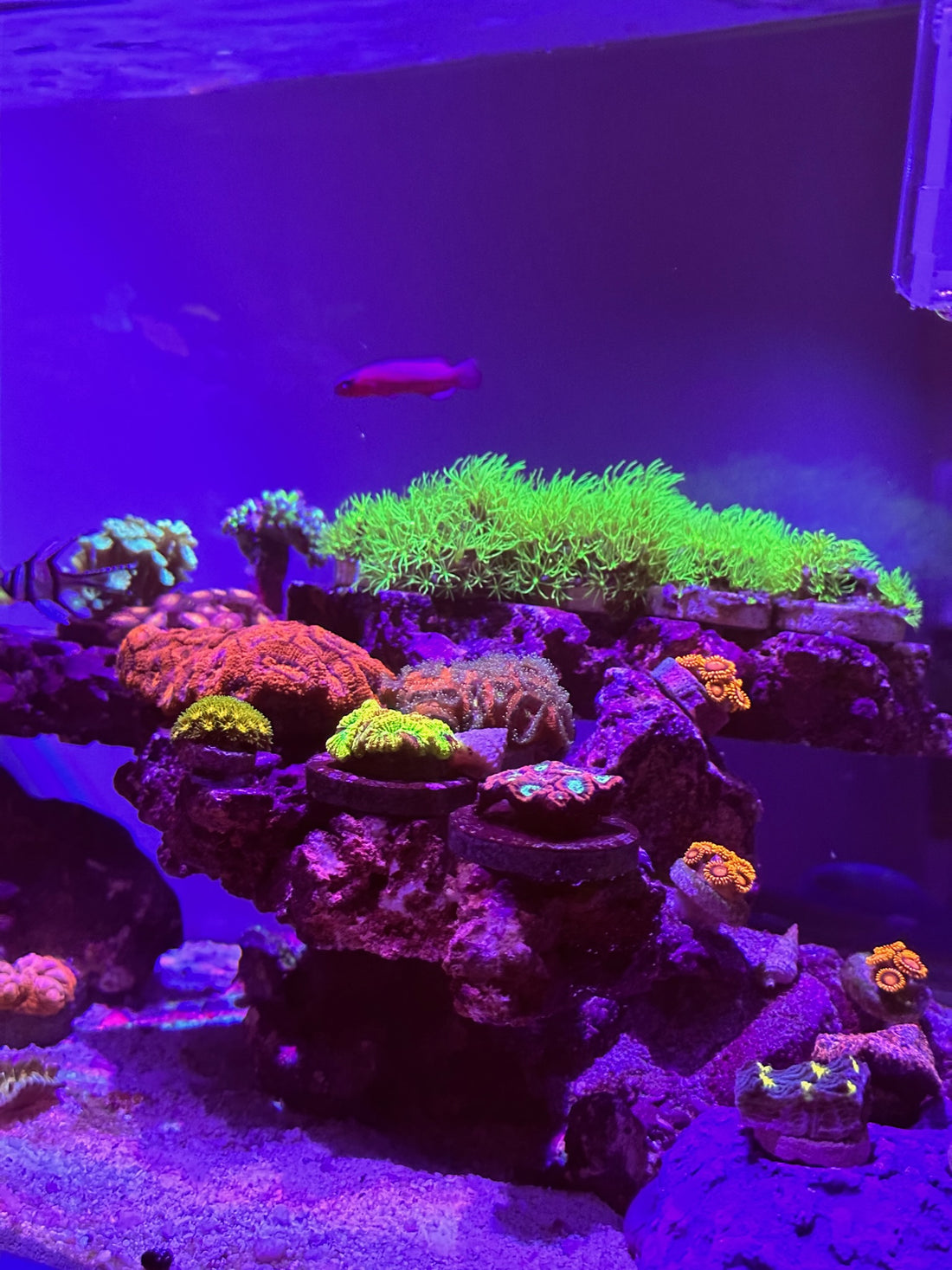 Sneak peek into the upcoming Aquarium in Boca Raton