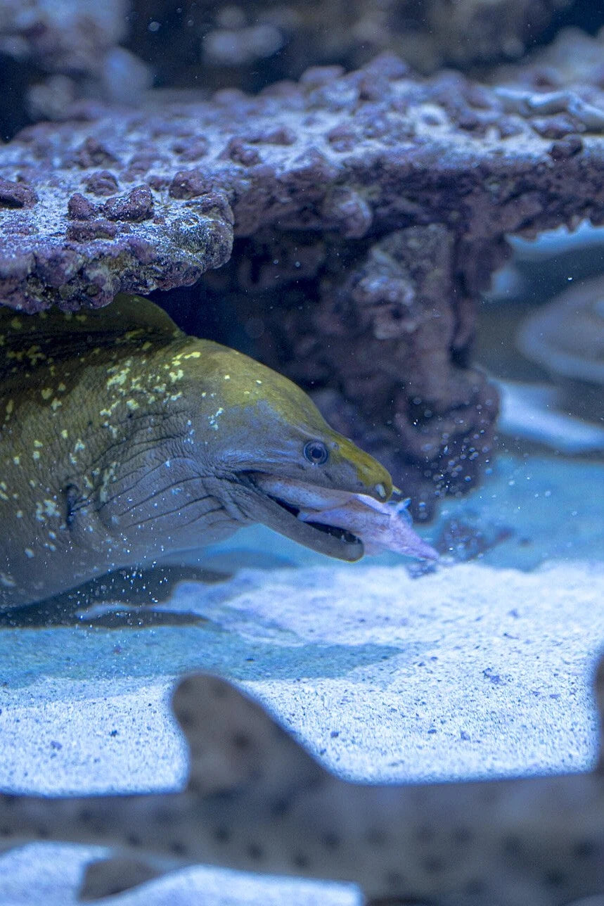 Close view of a moray eel beside rocks inside an aquarium