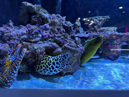 Feeding Frenzy at The Boca Aquarium: An Underwater Spectacle on December 9th at 3 PM