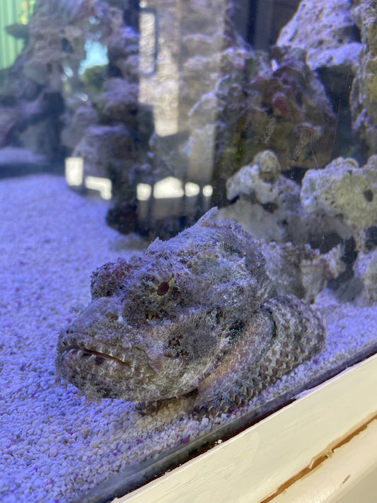 Aquarium in Boca Raton