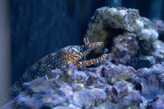 The Japanese Moray Dragon Eel: An Enigmatic Resident of the 2500-Gallon Tank at The Boca Aquarium
