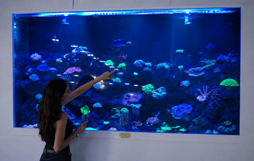 What Makes Boca Aquarium a Unique Attraction in Boca Raton?