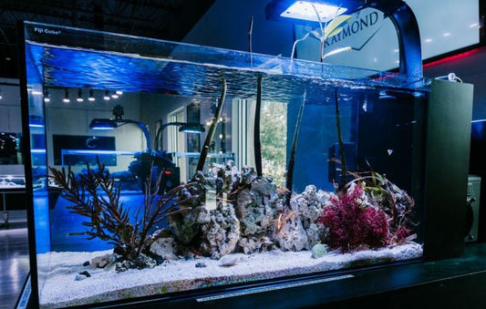 A reef aquarium inside the Diamonds by Raymond Lee showroom.