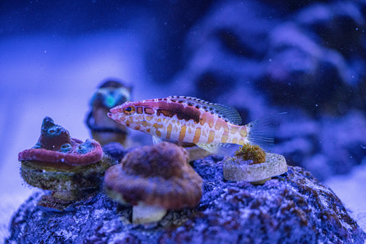 Bringing the ocean to Boca Raton; The upcoming Aquarium