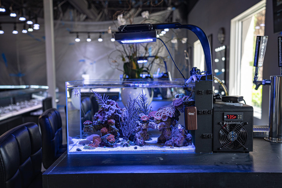 Boca Aquarium Girl: Erectus Seahorses