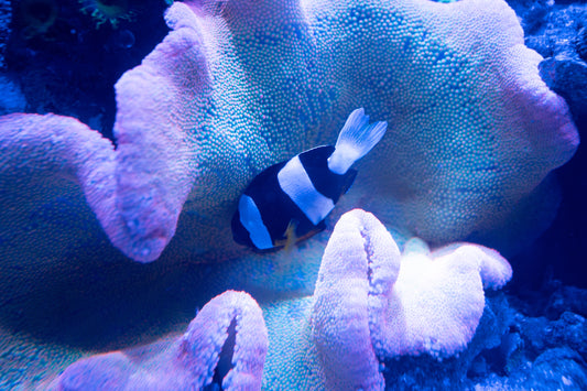 Exploring the Enchanting World of The Boca Aquariums at Diamonds by Raymond Lee in Boca Raton, Florida