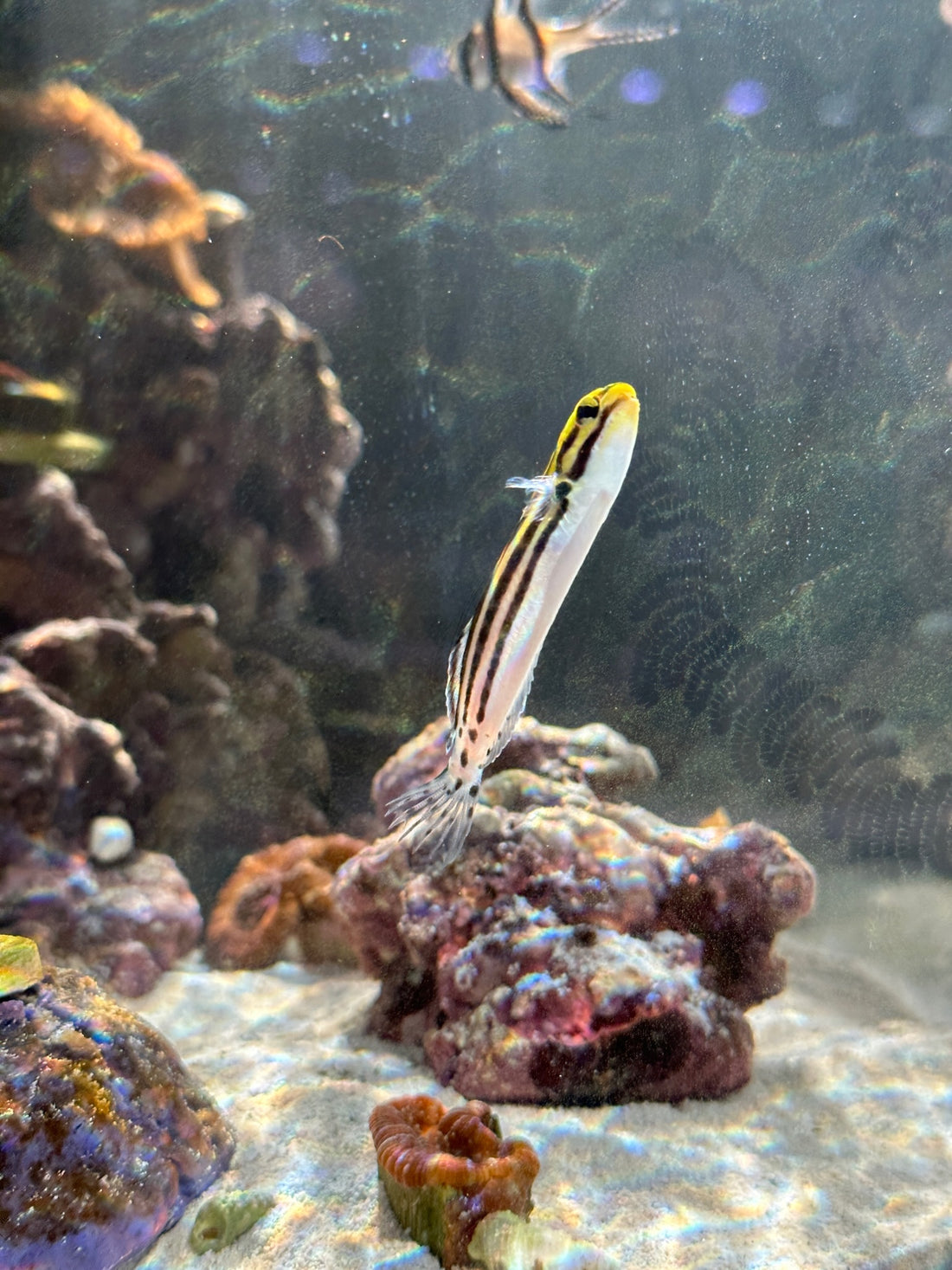 What to expect at Boca Raton’s Upcoming Aquarium