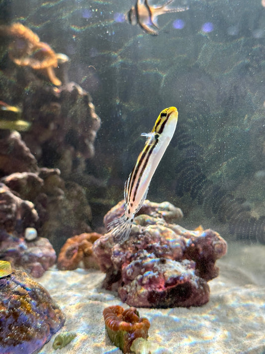 What to expect at Boca Raton’s Upcoming Aquarium