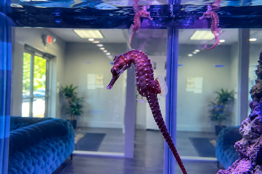 Seahorses in an aquarium with curled tails and upright bodies.