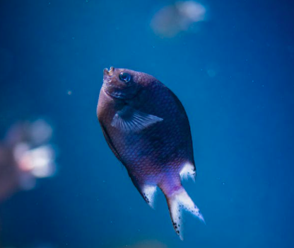 Aquarium Boca Raton - An Elevated Experience