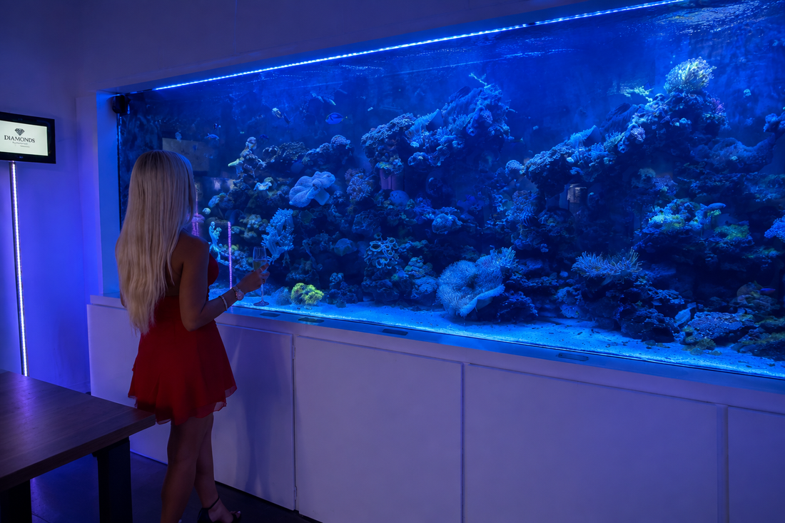 From Coral Reefs to Ocean Creatures: What You Can Discover at Boca Aquarium