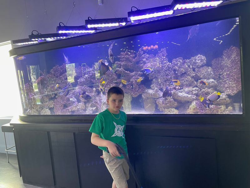Why Aquariums Are Great Learning Experiences for Children