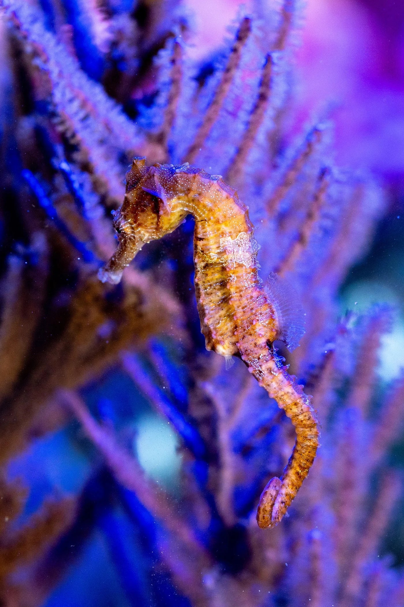 Seahorse among branches inside an illuminated aquarium