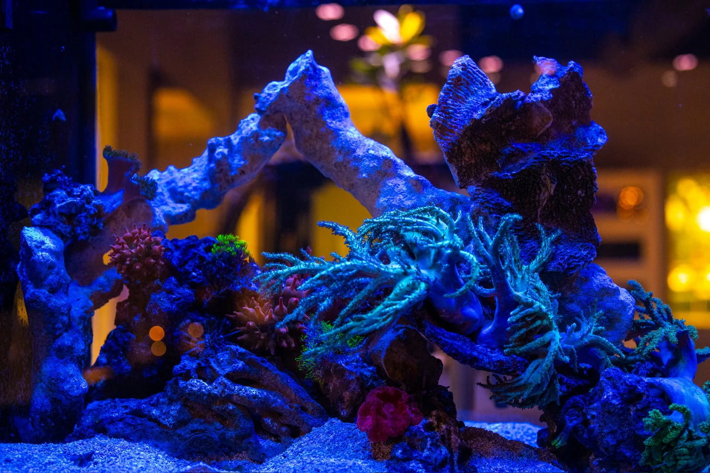 Boca Aquarium inside Diamonds by Raymond Lee