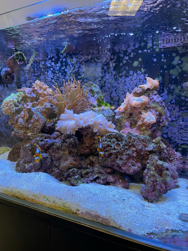 Aquarium in Boca Raton
