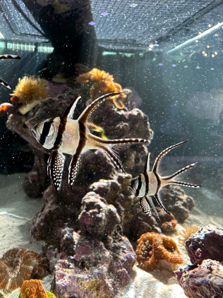 Witness sea creatures in action at Boca Raton’s upcoming Aquarium 
